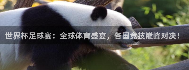 世界杯足球赛：全球体育盛宴，各国竞技巅峰对决！
