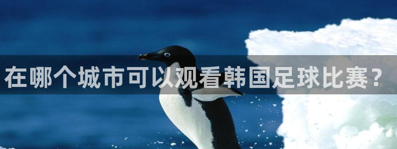 在哪个城市可以观看韩国足球比赛？